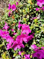 Rhododendron kotschyi, photograph Daniel Ellehammer Larsen, CC BY, iNaturalist via GBIF