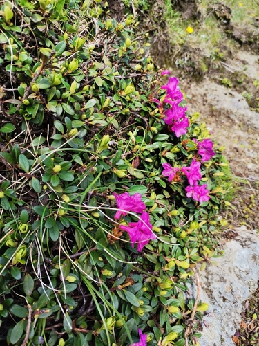 Rhododendron kotschyi, photograph 2