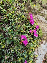Rhododendron kotschyi, photograph Daniel Ellehammer Larsen, CC BY, iNaturalist via GBIF