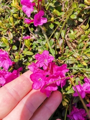 Rhododendron kotschyi, photograph Daniel Ellehammer Larsen, CC BY, iNaturalist via GBIF