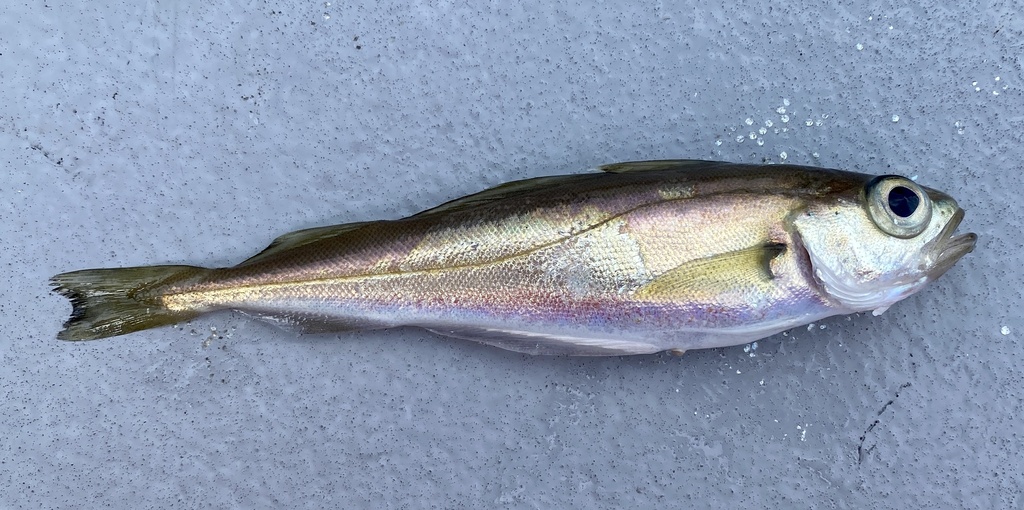 Foto de Faneca noruega (Trisopterus esmarkii)