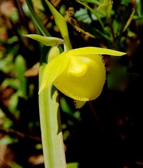 Calochortus pulchellus