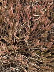 Salicornia natalensis image