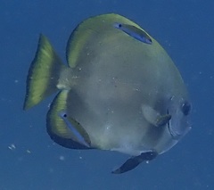 Platax boersii