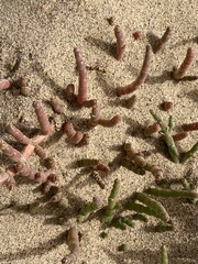 Salicornia natalensis image