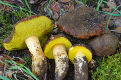 Aureoboletus citriniporus