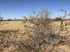 Colophospermum mopane image