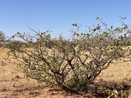 Colophospermum mopane image