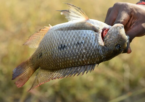 Driestippeltilapia (Oreochromis andersonii) — Cichlidae