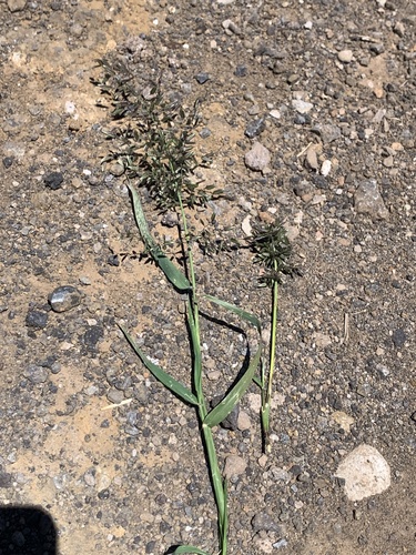 Eragrostis cilianensis observed 2023-07-11