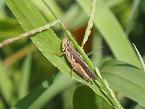 Orphulina balloui