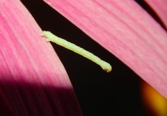 Chlorochlamys chloroleucaria