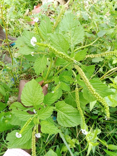 Indian Heliotrope