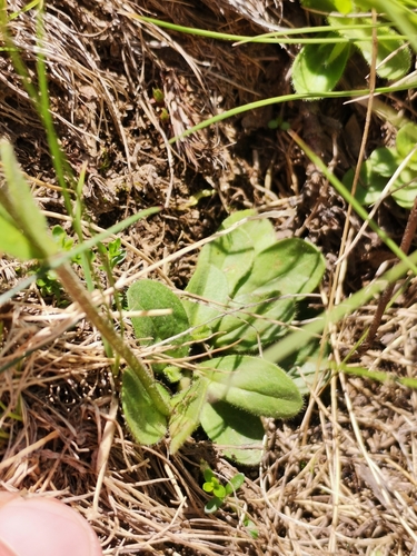 Image of Veronica bellidioides by (c) Daniel Ellehammer Larsen, some rights reserved (CC BY)