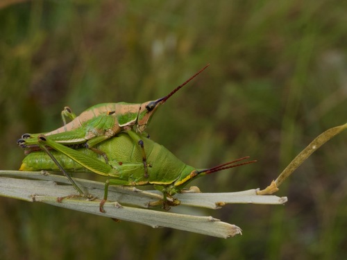 Caprorhinus ranohirae
