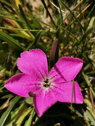 Image of Dianthus glacialis by (c) Daniel Ellehammer Larsen, some rights reserved (CC BY)