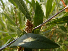 Salix lemmonii