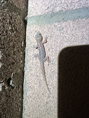 iNaturalist observation photo of Peninsular Leaf-toed Gecko