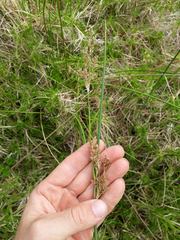 Juncus procerus