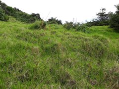 Juncus procerus