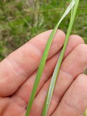 Juncus procerus