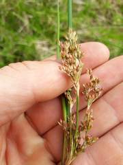Juncus procerus