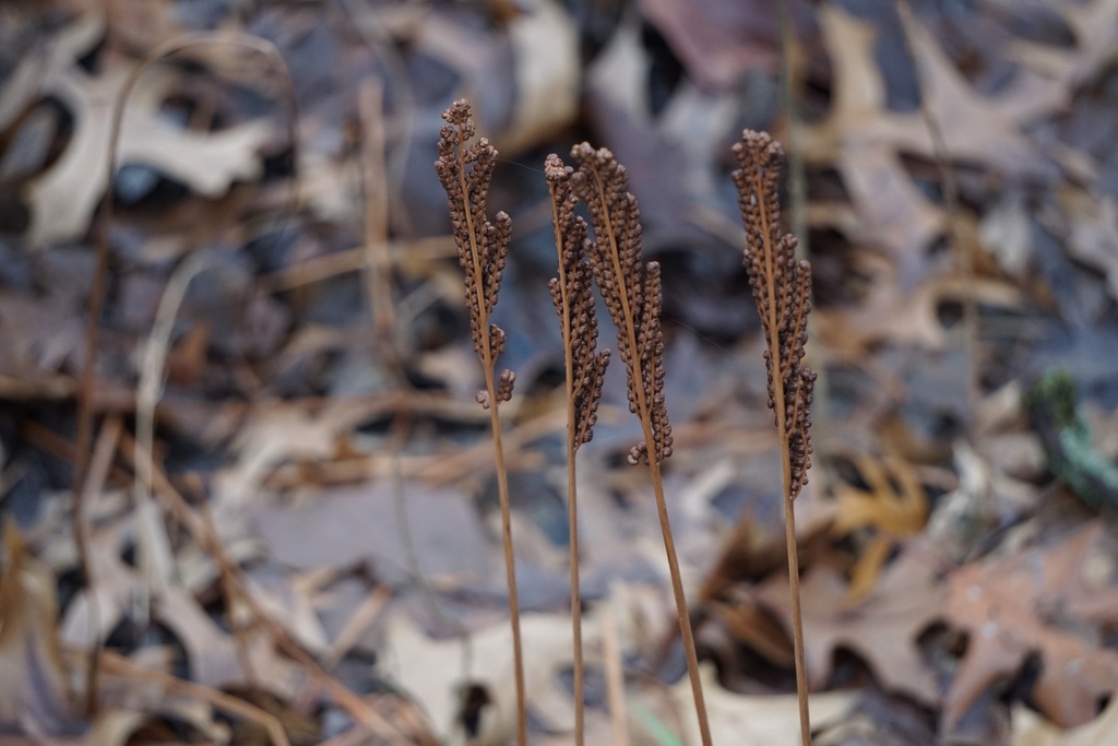 sensitive fern from Bunker Hill Woods Preserve, Niles, IL, US on