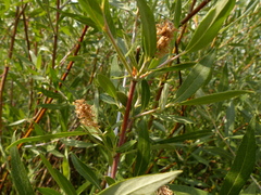 Salix lemmonii