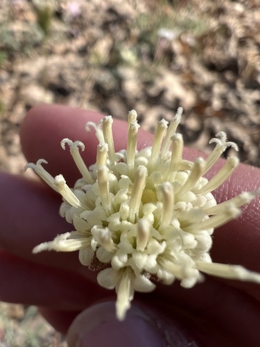 Image of Chaenactis santolinoides by no rights reserved