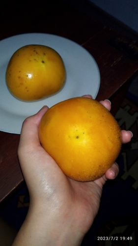 Garcinia dulcis observed 2023-07-02