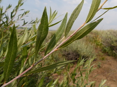Salix lemmonii