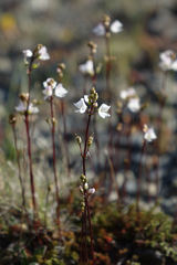 Veronica decora