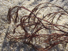 Polygonella articulata