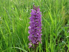 Dactylorhiza sibirica