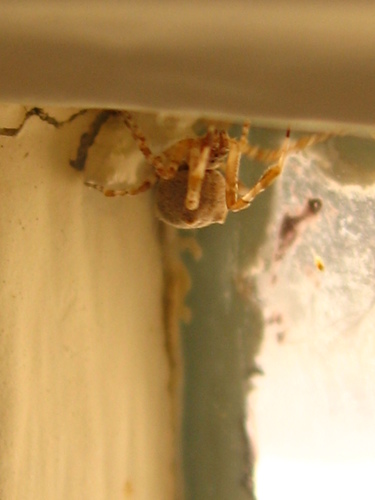 Uloboridae