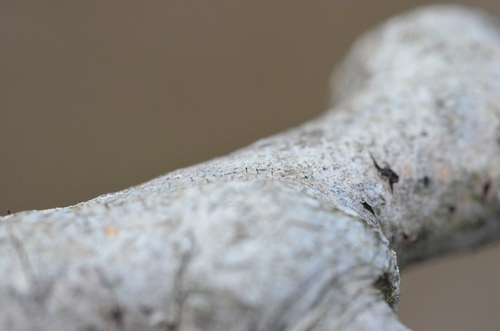 Phaeocalicium populneum image