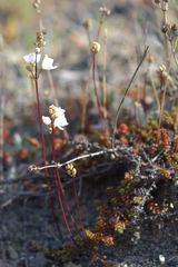 Veronica decora