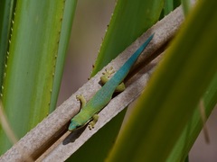 Morondava Day Gecko photo 3