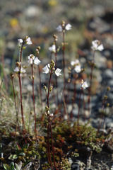 Veronica decora