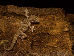 Betroka Leaf-Toed Gecko photo 2