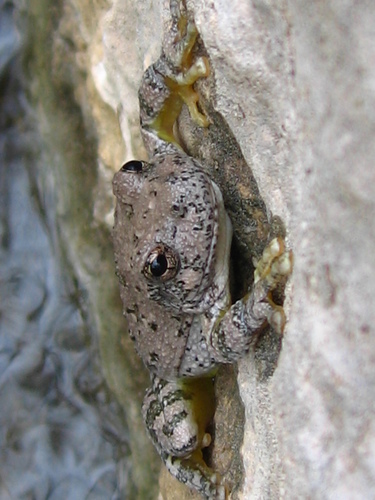 Dryophytes arenicolor