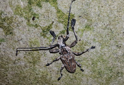 Steirastoma meridionale