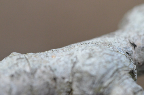 Phaeocalicium populneum image