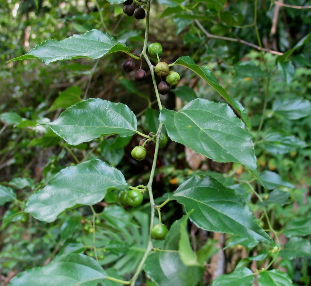 Colubrina asiatica (Guía Vegetación de Playa en Tulum) · iNaturalist Mexico