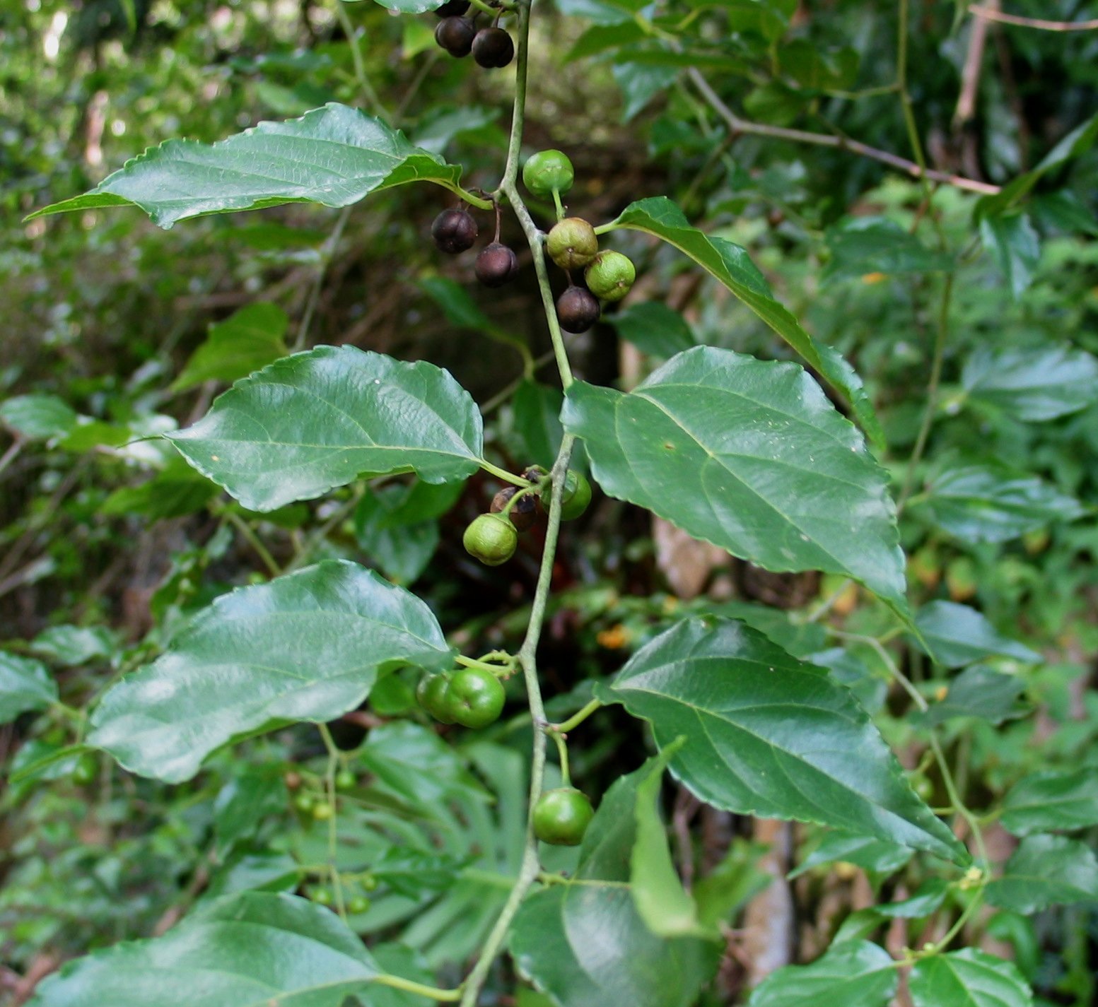 Colubrina