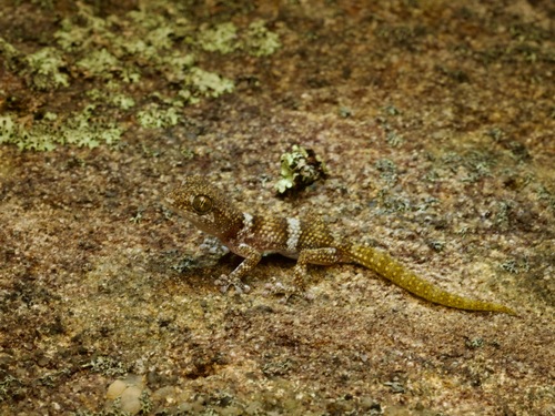 Betroka Leaf-toed Gecko