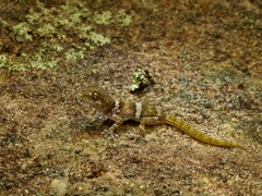 Betroka Leaf-Toed Gecko photo 3