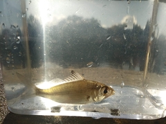Eucinostomus harengulus