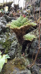 Selaginella tamariscina