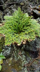 Selaginella tamariscina